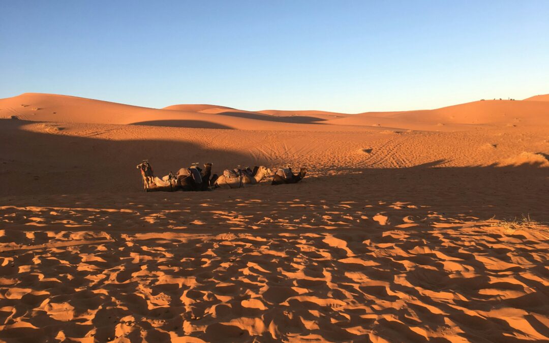 8-Day Morocco Tour From Casablanca to Imperial Cities and the Sahara